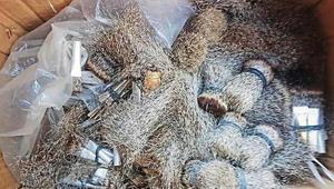 Mongoose are widely found in India, in the countryside, on farm land and in forest areas.(HT Photo) Mongoose are widely found in India, in the countryside, on farm land and in forest areas.(HT Photo)