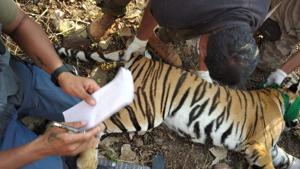 T-1’s female cub after it was darted and rescued on Saturday.(MAHARASHTRA FOREST DEPARTMENT) T-1’s female cub after it was darted and rescued on Saturday.(MAHARASHTRA FOREST DEPARTMENT)