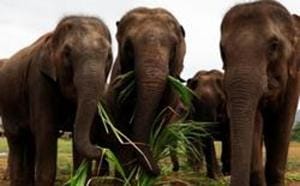 Four elephants mounted by their mahouts have joined the search for a 2-year-old boy from Myanmar.(REUTERS) Four elephants mounted by their mahouts have joined the search for a 2-year-old boy from Myanmar.(REUTERS)