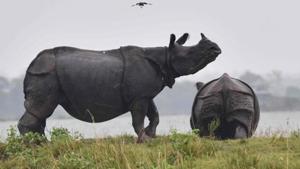 The last time a rhino was killed in Gorumara, where an estimated 50 of the endangered animals live, was one year and nine months ago.(AFP) The last time a rhino was killed in Gorumara, where an estimated 50 of the endangered animals live, was one year and nine months ago.(AFP)