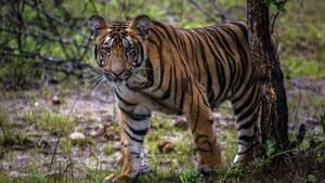The animist tribe, who consider tigers their elder brothers, fears that declaring Dibang Wildlife Sanctuary (DWS) as a tiger reserve would impact their livelihood.(NYT) The animist tribe, who consider tigers their elder brothers, fears that declaring Dibang Wildlife Sanctuary (DWS) as a tiger reserve would impact their livelihood.(NYT)