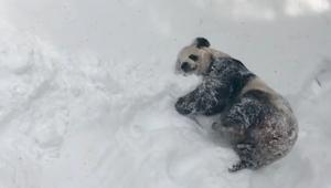 The video has been shared by the Smithsonian’s National Zoo and Conservation Biology Institute on Facebook. The video has been shared by the Smithsonian’s National Zoo and Conservation Biology Institute on Facebook.