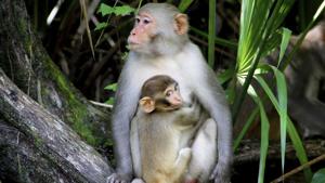 The trafficking and consumption of rare and endangered species is widespread in Vietnam as many still believe in the healing and medicinal qualities of the animals’ body parts. (Representative Photo)(AP) The trafficking and consumption of rare and endangered species is widespread in Vietnam as many still believe in the healing and medicinal qualities of the animals’ body parts. (Representative Photo)(AP)
