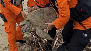 Indonesia's National Search And Rescue Agency shows rescuers carrying out one of eighteen stranded sea turtles on the beach in Kalianda, after the turtles were found washed ashore after a tsunami - caused by activity at a volcano known as the Indonesia's National Search And Rescue Agency shows rescuers carrying out one of eighteen stranded sea turtles on the beach in Kalianda, after the turtles were found washed ashore after a tsunami - caused by activity at a volcano known as the
