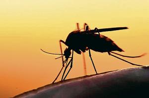 Zika virus is known to be circulating in the south and south east asia region, according to the World Health Organisation, which did not change the global risk assessment after the India outbreak or recommend any travel or trade restriction to India.(Shutterstock) Zika virus is known to be circulating in the south and south east asia region, according to the World Health Organisation, which did not change the global risk assessment after the India outbreak or recommend any travel or trade restriction to India.(Shutterstock)