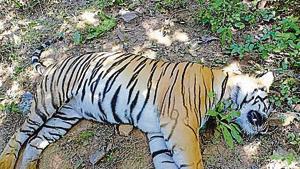 The carcass of male tiger T16 found in Nagpur.(Maharashtra forest department) The carcass of male tiger T16 found in Nagpur.(Maharashtra forest department)