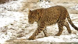 The endangered species (birds and animals) in conservation priority include Asian wild buffalo, Asiatic lion, Brow-antlered deer or Sangai, Dugong, Edible Nest swiftlet, Gangetic river dolphin, Great Indian bustard, Hangul, Indian rhino or Great one-horned rhinoceros, Jerdon’s course, Malabar civet, Marine turtles, Nicobar megapode, Niligiri tahr, snow leopard, swamp deer and vultures.(HINDUSTAN TIMES) The endangered species (birds and animals) in conservation priority include Asian wild buffalo, Asiatic lion, Brow-antlered deer or Sangai, Dugong, Edible Nest swiftlet, Gangetic river dolphin, Great Indian bustard, Hangul, Indian rhino or Great one-horned rhinoceros, Jerdon’s course, Malabar civet, Marine turtles, Nicobar megapode, Niligiri tahr, snow leopard, swamp deer and vultures.(HINDUSTAN TIMES)