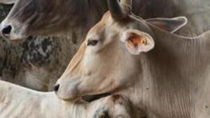 Police said that two cases of cow smuggling are registered against the suspected cow smuggler Shagir Khan at two police stations of Alwar district.(HT File / Photo used for representational purpose) Police said that two cases of cow smuggling are registered against the suspected cow smuggler Shagir Khan at two police stations of Alwar district.(HT File / Photo used for representational purpose)