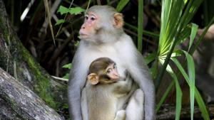 A female Rhesus Macaque monkey with her baby. A man was arrested for killing and eating a Rhesus Macaque monkey in Meghalaya.(AP) A female Rhesus Macaque monkey with her baby. A man was arrested for killing and eating a Rhesus Macaque monkey in Meghalaya.(AP)