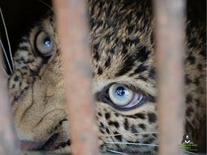 Unnatural deaths of leopards in India increased from 118 in 2014 to 159 in 2017(Wildlife SOS) Unnatural deaths of leopards in India increased from 118 in 2014 to 159 in 2017(Wildlife SOS)