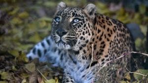 Sachin, a male adult leopard, had jumped out of the nearly-20-feet tall enclosure wall from the branch of a tree.(AFP/REPRESENTATIVE IMAGE) Sachin, a male adult leopard, had jumped out of the nearly-20-feet tall enclosure wall from the branch of a tree.(AFP/REPRESENTATIVE IMAGE)