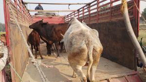 Cows being transported to a shelter in Kanpur(HT Photo) Cows being transported to a shelter in Kanpur(HT Photo)