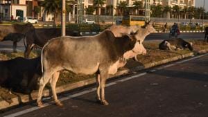 According to officials, ear tagging can effectively deal with the problem of rising stray cattle by identifying and punishing the owners of abandoned cattle.(HT FILE PHOTO) According to officials, ear tagging can effectively deal with the problem of rising stray cattle by identifying and punishing the owners of abandoned cattle.(HT FILE PHOTO)