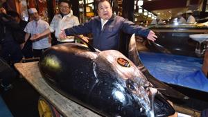 A 612-pound (278-kilogram) bluefin tuna sold for a record 333.6 million yen (Rs 21 crore) in the first auction of 2019, after Tokyo’s famed Tsukiji market was moved to a new site on the city’s waterfront.(AFP) A 612-pound (278-kilogram) bluefin tuna sold for a record 333.6 million yen (Rs 21 crore) in the first auction of 2019, after Tokyo’s famed Tsukiji market was moved to a new site on the city’s waterfront.(AFP)