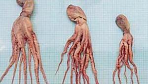 The 17 specimens of Cistopus indicus are 190-320mm in length.(HT Photo) The 17 specimens of Cistopus indicus are 190-320mm in length.(HT Photo)