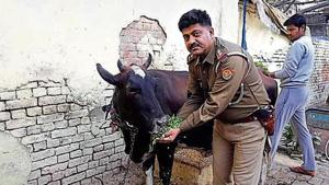 Inspector Javed Khan with cow and calf at Banna Devi police station in Aligarh.(Mahipal Singh//HT Photo) Inspector Javed Khan with cow and calf at Banna Devi police station in Aligarh.(Mahipal Singh//HT Photo)