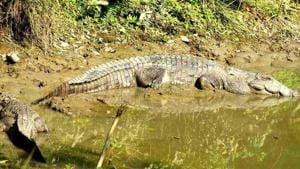 The last crocodile census in Uttarakhand carried out in 2008 by the forest department in Corbett found 123 crocodiles.(HT File)