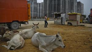 The policy also includes so-called cow hostels where cattle owners will get to keep their animals, perhaps even rear them there, all for a small fee(AP Photo) The policy also includes so-called cow hostels where cattle owners will get to keep their animals, perhaps even rear them there, all for a small fee(AP Photo)