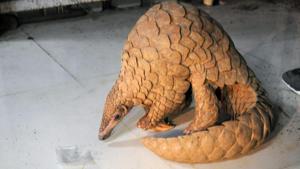 The pangolin was kept in a plastic bag and hidden under a cloth.(Praful Gangurde / HT Photo) The pangolin was kept in a plastic bag and hidden under a cloth.(Praful Gangurde / HT Photo)
