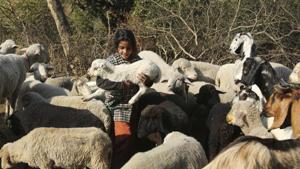 The Merino sheep will be brought from Australia to Delhi first and then transported to Uttarakhnd where it will be kept in Government Sheep Breeding Farm in Ghansali, Tehri.(AP File / Photo used for representational purpose) The Merino sheep will be brought from Australia to Delhi first and then transported to Uttarakhnd where it will be kept in Government Sheep Breeding Farm in Ghansali, Tehri.(AP File / Photo used for representational purpose)