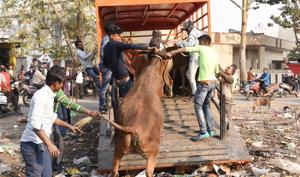LMC squad catching stray animals near old Hanuman temple in Aliganj on Thursday. An LMC official said as many as 60 cattle-catchers were working day and night to trap the animals.(Subhankar Chakraborty/HT Photo) LMC squad catching stray animals near old Hanuman temple in Aliganj on Thursday. An LMC official said as many as 60 cattle-catchers were working day and night to trap the animals.(Subhankar Chakraborty/HT Photo)