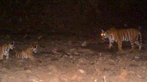 File photo of tigress Avni or T-1 along with her cubs before she was killed in Yavatmal on November 2, 2018.(HT File) File photo of tigress Avni or T-1 along with her cubs before she was killed in Yavatmal on November 2, 2018.(HT File)