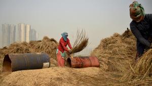 Farm workers in Noida thrash freshly harvested paddy crop to separate the grains.(AP Photo) Farm workers in Noida thrash freshly harvested paddy crop to separate the grains.(AP Photo)