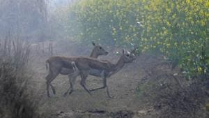 The new habitat, which is around 70 km from Delhi in the National Capital Region (NCR), was discovered after residents reported two poached blackbucks in October and November.(HT Photo) The new habitat, which is around 70 km from Delhi in the National Capital Region (NCR), was discovered after residents reported two poached blackbucks in October and November.(HT Photo)