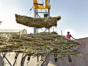 There are 50 lakh tonnes of sugar stocked from last year’s production and the increased production this year is creating concern for farmers.(HT/ PHOTO) There are 50 lakh tonnes of sugar stocked from last year’s production and the increased production this year is creating concern for farmers.(HT/ PHOTO)