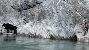 A cow stuck along the River Alaknanda in Uttarakhand’s Chamoli district was saved by the State Disaster Response Force (SDRF) in an hour-long operation on Monday evening.(Uttarakhand SDRF) A cow stuck along the River Alaknanda in Uttarakhand’s Chamoli district was saved by the State Disaster Response Force (SDRF) in an hour-long operation on Monday evening.(Uttarakhand SDRF)
