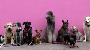 A dog’s effectiveness is affected by the individual dog and its connection with its human partner.(Unsplash) A dog’s effectiveness is affected by the individual dog and its connection with its human partner.(Unsplash)