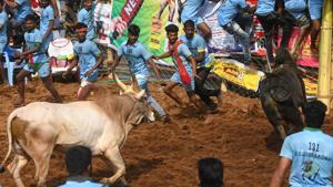 Jallikattu, the traditional bull taming spectacle, primarily held as part of the four-day Pongal festival, kicked off to a colourful start in Tamil Nadu.(AFP Photo) Jallikattu, the traditional bull taming spectacle, primarily held as part of the four-day Pongal festival, kicked off to a colourful start in Tamil Nadu.(AFP Photo)