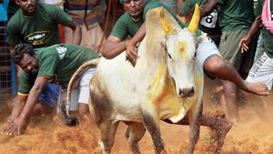 A villager attempts to control a bull during Jallikattu in Coimbatore.(PTI File Photo) A villager attempts to control a bull during Jallikattu in Coimbatore.(PTI File Photo)