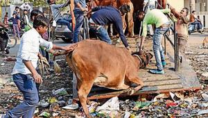 The stray cattle menace has become a matter of concern for the public and the authorities in UP.(Subhankar Chakraborty/HT PHOTO) The stray cattle menace has become a matter of concern for the public and the authorities in UP.(Subhankar Chakraborty/HT PHOTO)