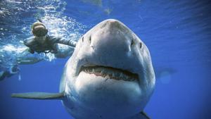 An enormous great white shark -- believed to be one of the biggest on record -- has been spotted off the coast of Hawaii.(AP) An enormous great white shark -- believed to be one of the biggest on record -- has been spotted off the coast of Hawaii.(AP)