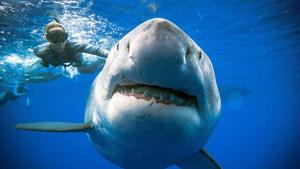 A shark said to be 'Deep Blue', one of the largest recorded individuals, swims offshore Hawaii.(oneoceandiving.com via Reuters) A shark said to be 'Deep Blue', one of the largest recorded individuals, swims offshore Hawaii.(oneoceandiving.com via Reuters)