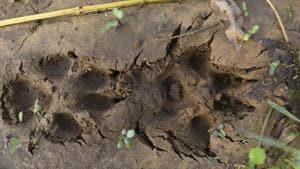 A leopard that had created panic in several Greater Noida villages on Sunday was safely captured after a seven-hour-long operation. (Photo by Sanchit Khanna/ Hindustan Times/Representational Image)(Sanchit Khanna/HT PHOTO) A leopard that had created panic in several Greater Noida villages on Sunday was safely captured after a seven-hour-long operation. (Photo by Sanchit Khanna/ Hindustan Times/Representational Image)(Sanchit Khanna/HT PHOTO)