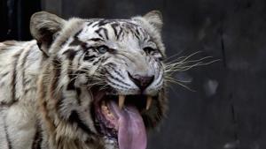 The Wildlife Institute of India (WII) has said its nationwide survey of tiger count is nearly 80% complete and the report, All India Tiger Estimation 2018-19, will likely be out in May.(PTI) The Wildlife Institute of India (WII) has said its nationwide survey of tiger count is nearly 80% complete and the report, All India Tiger Estimation 2018-19, will likely be out in May.(PTI)