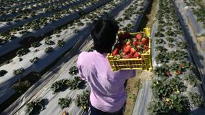 A man seen carrying strawberries in a basket at a farm, in Palla Village, Narela, New Delhi, India, on Monday, January 14, 2019.(Biplov Bhuyan/HT PHOTO) A man seen carrying strawberries in a basket at a farm, in Palla Village, Narela, New Delhi, India, on Monday, January 14, 2019.(Biplov Bhuyan/HT PHOTO)