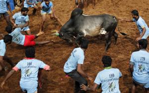 A bull charges towards participants in a traditional Jallikattu bull-taming festival in the village of Allanganallur, near Madurai, Tamil Nadu.(AP) A bull charges towards participants in a traditional Jallikattu bull-taming festival in the village of Allanganallur, near Madurai, Tamil Nadu.(AP)