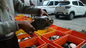 Turtles smuggled from Andhra Pradesh in a truck were kept in large crates and hidden under fish.(Photo courtesy: Wildlife Crime Control Bureau) Turtles smuggled from Andhra Pradesh in a truck were kept in large crates and hidden under fish.(Photo courtesy: Wildlife Crime Control Bureau)