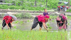 During the campaign, farmers will be informed about a centrally-funded scheme under which organic farming will be promoted among Uttarakhand’’s marginal hill farmers, says a minister.(HT File) During the campaign, farmers will be informed about a centrally-funded scheme under which organic farming will be promoted among Uttarakhand’’s marginal hill farmers, says a minister.(HT File)