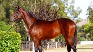 Champion thoroughbred Winx has won dozens of races and is expected to retire soon.(winxhorse.com.au) Champion thoroughbred Winx has won dozens of races and is expected to retire soon.(winxhorse.com.au)