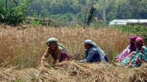 The cabinet on Monday is likely to approve a package for farmers to boost their income and address distress in the farm sector.(HT Photo) The cabinet on Monday is likely to approve a package for farmers to boost their income and address distress in the farm sector.(HT Photo)
