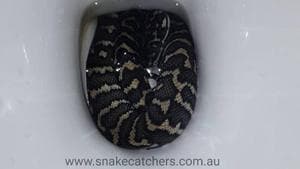 A post shared on Facebook describes the scary incident that has since gone all kinds of viral.(Snake Catchers Brisbane, Ipswich, Logan & Gold Coast 0413 028 081/Facebook)