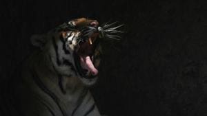 The Action Tiger report has action plans for 13 tiger range countries which includes new and updated plans for Bangladesh, Bhutan and Nepal.(AP Photo) The Action Tiger report has action plans for 13 tiger range countries which includes new and updated plans for Bangladesh, Bhutan and Nepal.(AP Photo)