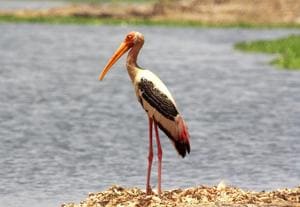 Near Threatened Painted Stork seen at the sanctuary.(HT/PHOTO) Near Threatened Painted Stork seen at the sanctuary.(HT/PHOTO)