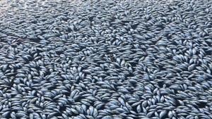 This handout photograph taken and received from Robert Gregory on January 29, 2019 shows scores of dead fish floating on the Darling river in Menindee. - Thousands more fish have died in a key river system in drought-hit eastern Australia just weeks after up to a million were killed.(AFP) This handout photograph taken and received from Robert Gregory on January 29, 2019 shows scores of dead fish floating on the Darling river in Menindee. - Thousands more fish have died in a key river system in drought-hit eastern Australia just weeks after up to a million were killed.(AFP)