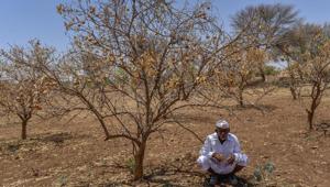 The state declared drought in 151 tehsils on October 31 last year, in accordance with NDRF norms, and sought ₹7,103 crore towards damages to crops, ₹535 crore for providing fodder and ₹324 crore for water supply.(Hindustan Times) The state declared drought in 151 tehsils on October 31 last year, in accordance with NDRF norms, and sought ₹7,103 crore towards damages to crops, ₹535 crore for providing fodder and ₹324 crore for water supply.(Hindustan Times)