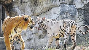 India has seen an increase in total tiger population with numbers going up from 1,411 in 2006 to 1,706 in 2010 and 2,226 in 2014. But it recorded a 12.6% decline in tiger occupancy in connecting tiger habitats outside tiger reserves between 2006 and 2010(Arvind Yadav/HT PHOTO) India has seen an increase in total tiger population with numbers going up from 1,411 in 2006 to 1,706 in 2010 and 2,226 in 2014. But it recorded a 12.6% decline in tiger occupancy in connecting tiger habitats outside tiger reserves between 2006 and 2010(Arvind Yadav/HT PHOTO)